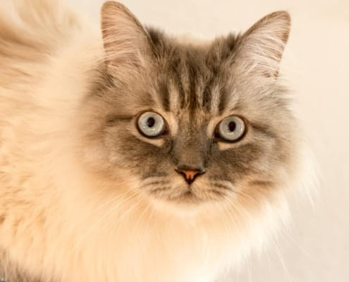 Kater Socke
