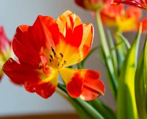 Verblühte Tulpe