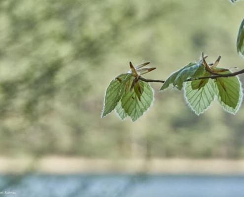 Blätter