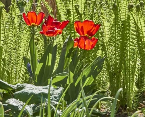 Rote Tulpen