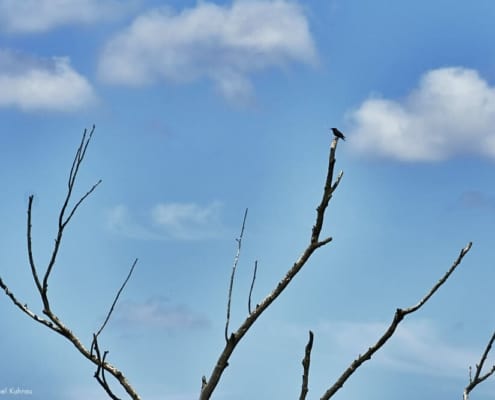 Amsel