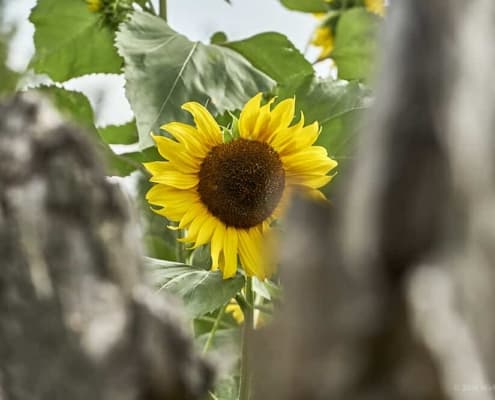 Sonnenblume