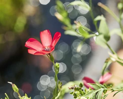 Rote Knospe
