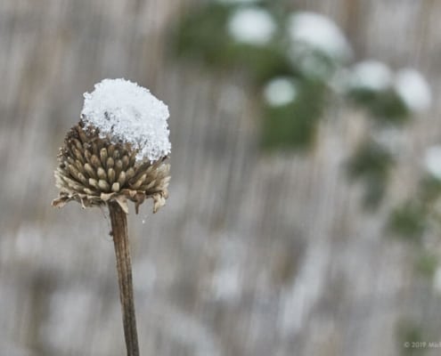 Schneehaube auf Pflanze