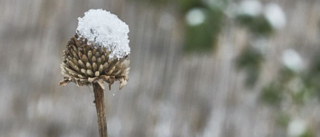 Schneehaube auf Pflanze