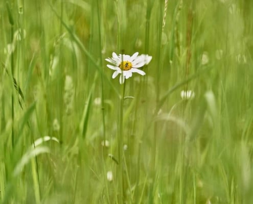 Gänseblume