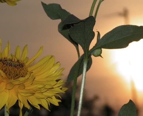 Sonnenblume
