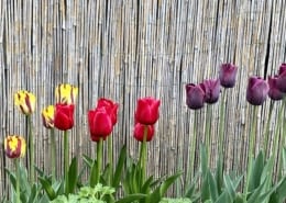 Tulpen im Garten