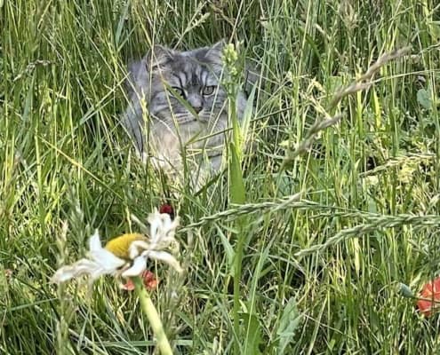 Katze Karo