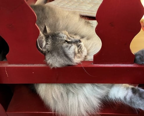 Katze Karo auf der roten Bank