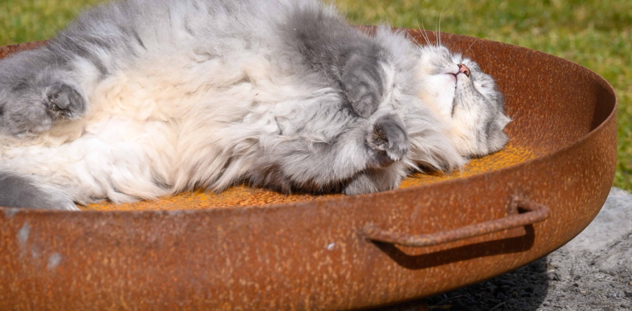 Katzen haben keine Schuld