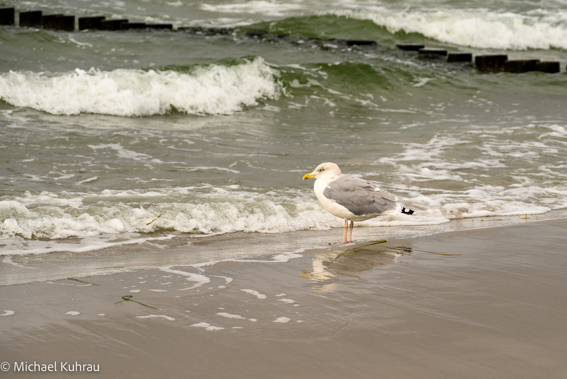 Hiddensee 2022